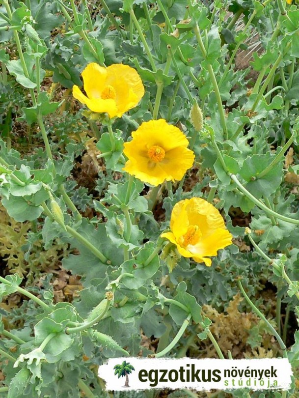 Sárga szarvaspipacs, Tengeri pipacs, Glaucium flavum, virág
